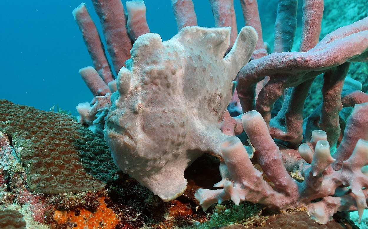 Sipadan_2015_Poisson grenouille_Antennaire geant_Antennarius commerson_IMG_3162_rc.jpg